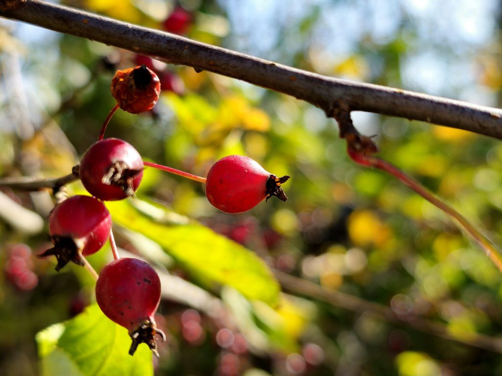 Hawthorn: Exploring the Magic, Myth, and Medicine of the Faerie&nbsp;Tree