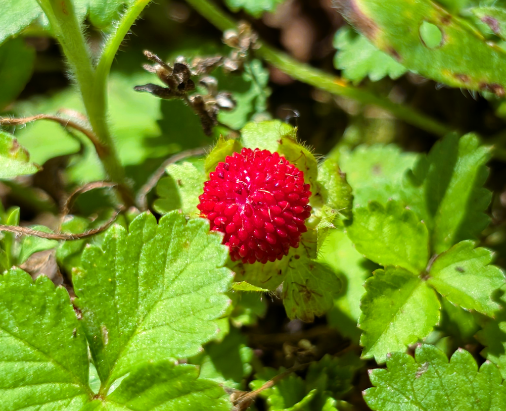 Not Your Average Berry: Discovering the Mock&nbsp;Strawberry